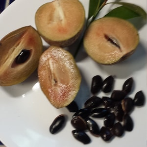 Lot of 10/20/50 Alano Chico Sapodilla Nispero Manilkara Zapota Tropical Fruit Seeds FROM HAWAII
