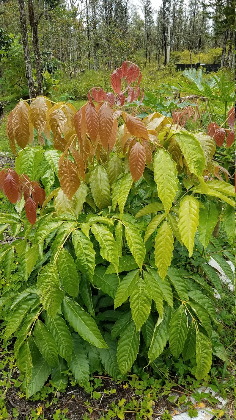 Bandicoot Berry Leea Indica Herbal Tea Leaves Loose Leaf 1 OZ FROM HAWAII image 1