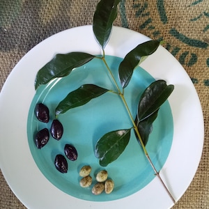Lot of 5/10/20/50/100 Eugenia Zuccarini Tropical Fruit Seeds FROM HAWAII