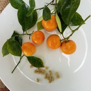 Lot of 10/20/30/100 Calamansi Calamondin Citrofortunella Microcarpa Seeds FROM HAWAII