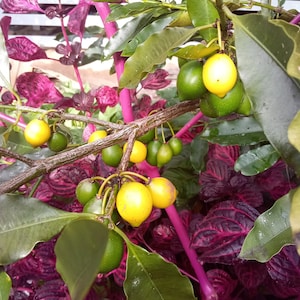 Puede incluir: Primer plano de una planta con frutos verdes y amarillos, posiblemente limones o limas, colgando de ramas marrones. La planta tiene hojas grandes de color verde oscuro y un fondo de follaje morado y rojo.