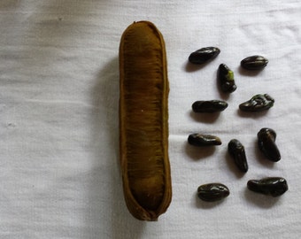 Lot of 5/10/20/30/100/300/500/1000 Ice Cream Bean Inga Edula Seeds Tropical Tree FROM HAWAII