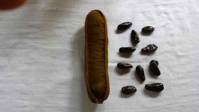 6/"-10/" Ice Cream Bean Plant Tree Seedlings Inga Edula FROM HAWAII