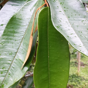 Purple Star Apple Chrysophyllum Cainito Tea Leaves Loose Leaf 1 OZ FROM HAWAII
