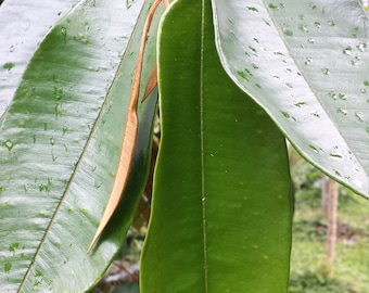 Purple Star Apple Chrysophyllum Cainito Tea Leaves Loose Leaf 1 OZ FROM HAWAII
