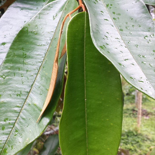 Purple Star Apple Chrysophyllum Cainito Tea Leaves Loose Leaf 1 OZ FROM HAWAII