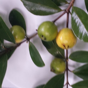 5 Psidium Cattleyanum Yellow Strawberry Guava Cuttings FROM HAWAII