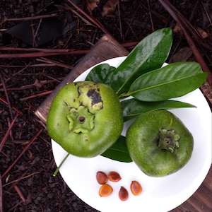 Black sapote fruit - Etsy 日本