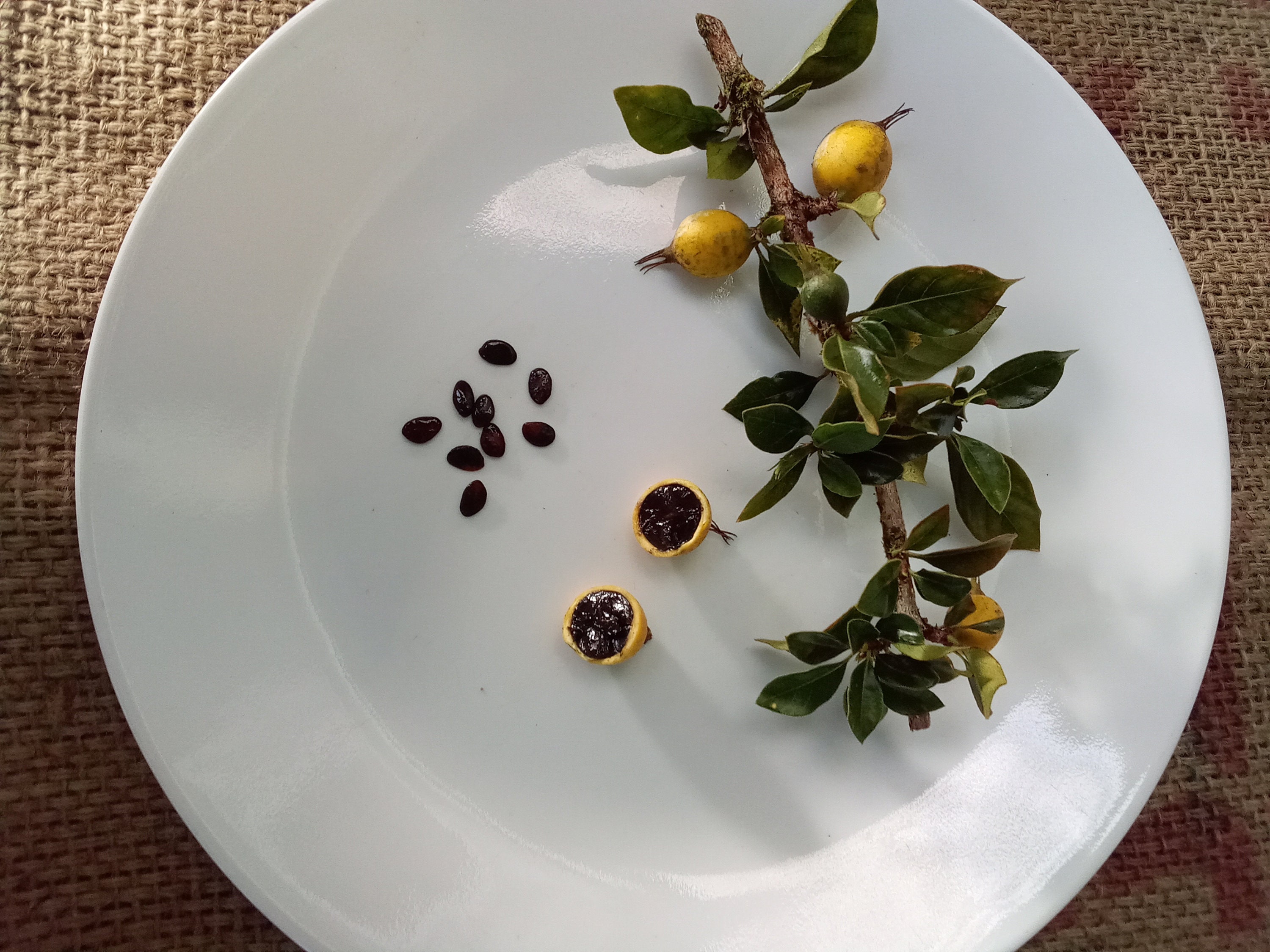 RARE Lot of 10/20/50/100/500 Blackberry Jam Fruit Randia Formosa Tropical Seeds FROM HAWAII