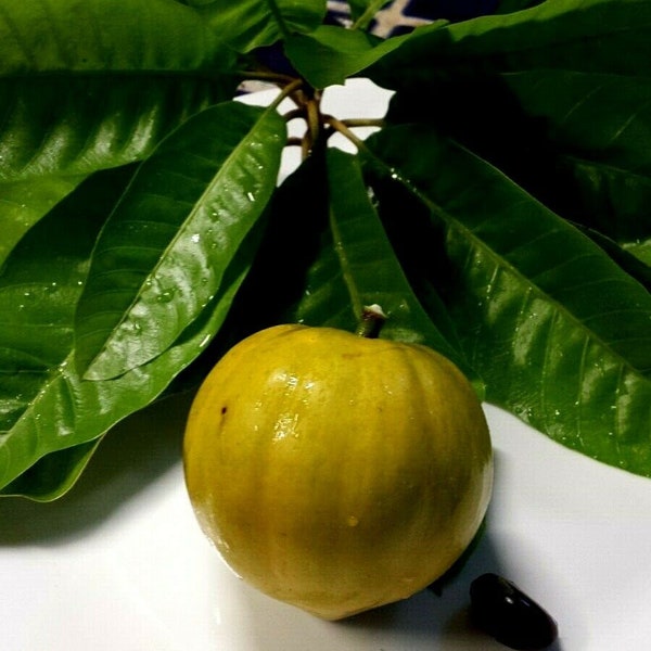 Mycket SÄLLSYNT Parti med 3/6/9/15/30/50/100 Ross Sapote Pouteria Sp. Tropiska fruktfrön FRÅN HAWAII