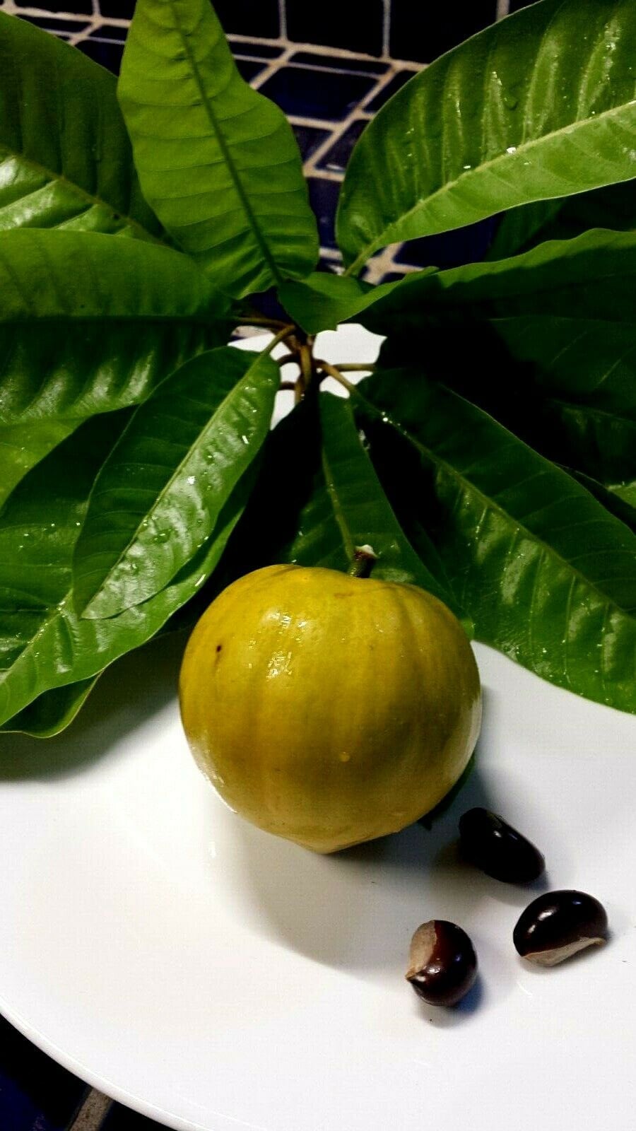 翔ブラックサポテ Black sapote fruit - Etsy 日本