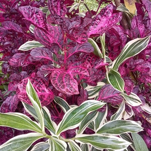 Lot of 5 Iresine Herbstii &quot; Bloodleaf&quot; Plant Cuttings + BONUS FROM HAWAII