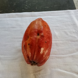 Varied Lot of 5/10/20/30/50/100/200 Cacao Theobroma Cocoa Seeds Beans FROM HAWAII
