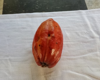 Varied Lot of 5/10/20/30/50/100/200 Cacao Theobroma Cocoa Seeds Beans FROM HAWAII