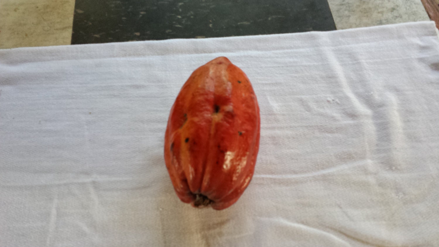 50 Seeds Cacao Chocolate Maui Seeds Theobroma Cacao Chocolate Seeds Seeds for Planting Hawaii Fruit Fruit Seeds Hawaii Fruit