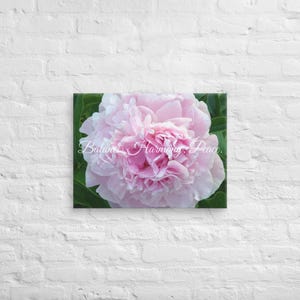 Canvas Wall Decor: Pink Peony