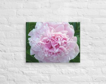 Canvas Wall Decor: Pink Peony