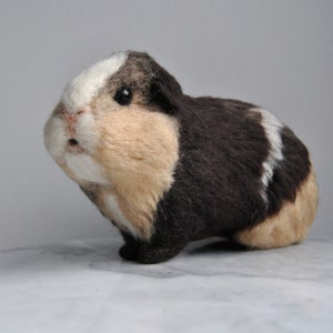 Guinea pig ridgeback outlet