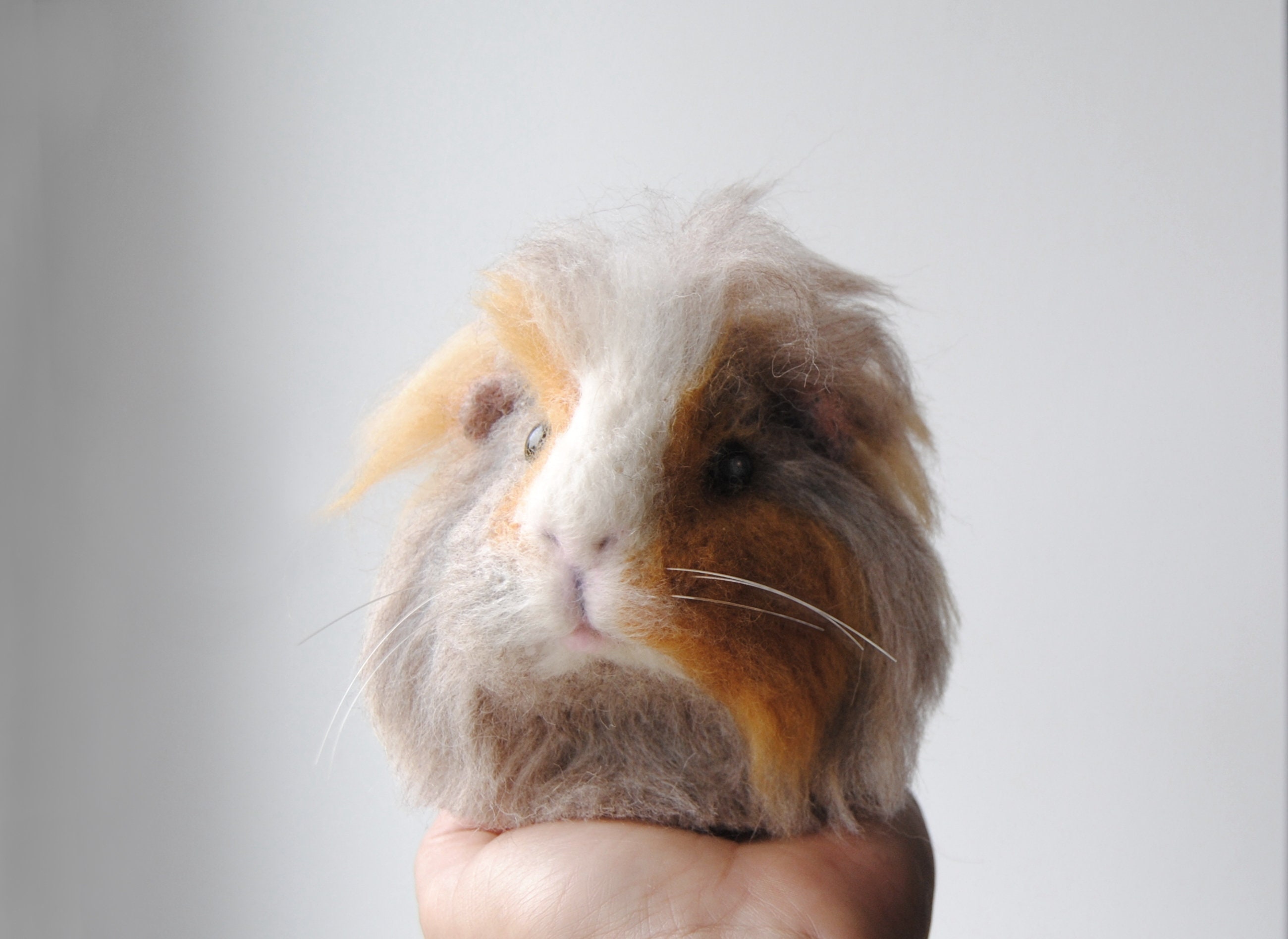 Pig Breeds Purebred Guinea Pigs For Sale Pig Breeds Abyssinian
