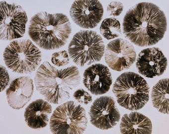 Pale Brittlestems- Print