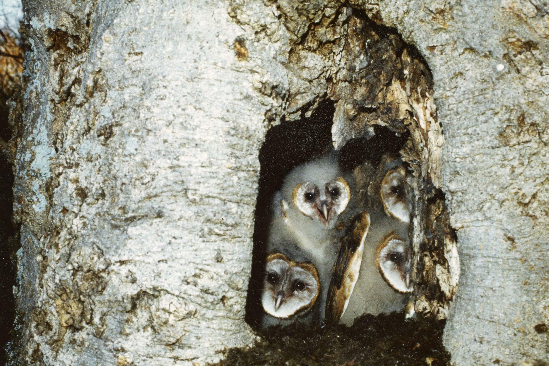 Young Barn Owls in Tree Nest, Set of 2 Color Photos