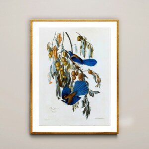 Florida Jay di John James Audubon Fine Art Print - Carta per poster o stampa su tela / Idea regalo