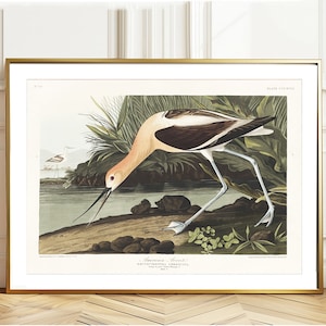 Póster de aves de John James Audubon: Impresión de avoceta americana