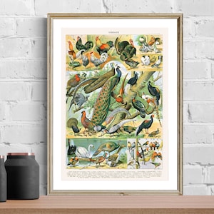 Birds by Adolphe Millot Fine Art Print, Vintage Poster, Bird Painting, Nature Wall Art, Animal Poster, Wildlife Artwork