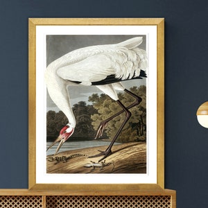 Whooping Crane by John James Audubon - Bird Poster, Animal Print / Gift Idea / Wall Decor