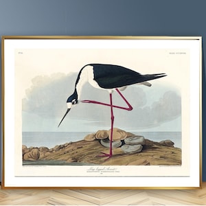 Long - Legged Avocat by John James Audubon Vintage Poster - Bird Poster / Gift Idea / Wall Decor