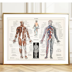 An Antique Illustration Human Nervous System and Muscular System by Pierre Larousse - Human Anatomic Poster, Science Illustration