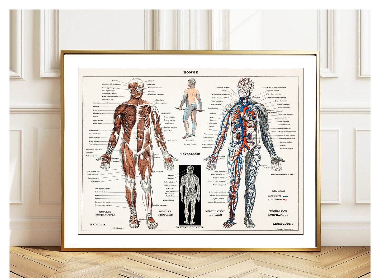 An Antique Illustration Human Nervous System and Muscular System by Pierre Larousse - Human Anatomic Poster, Science Illustration