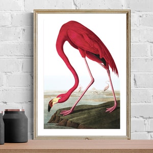 American Flamingo by John James Audubon, Fine Art Print, Bird Painting, Nature Wall Art, Animal Poster, American Birds Art, Wildlife Artwork