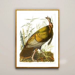 The Birds of America by John James Audubon Fine Art Print  - Poster Paper or Canvas Print / Gift Idea