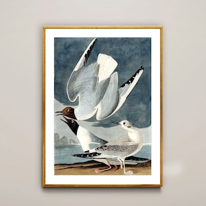 Bonapartian Gull by John James Audubon Fine Art Print - Poster Paper or Canvas Print / Wall Decor