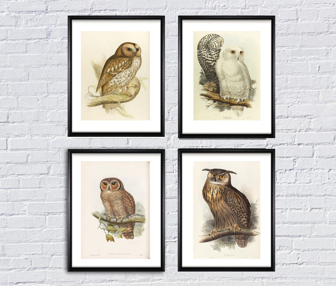 Owls Set of 4 by John Gould Poster Paper or Canvas Print / - Etsy