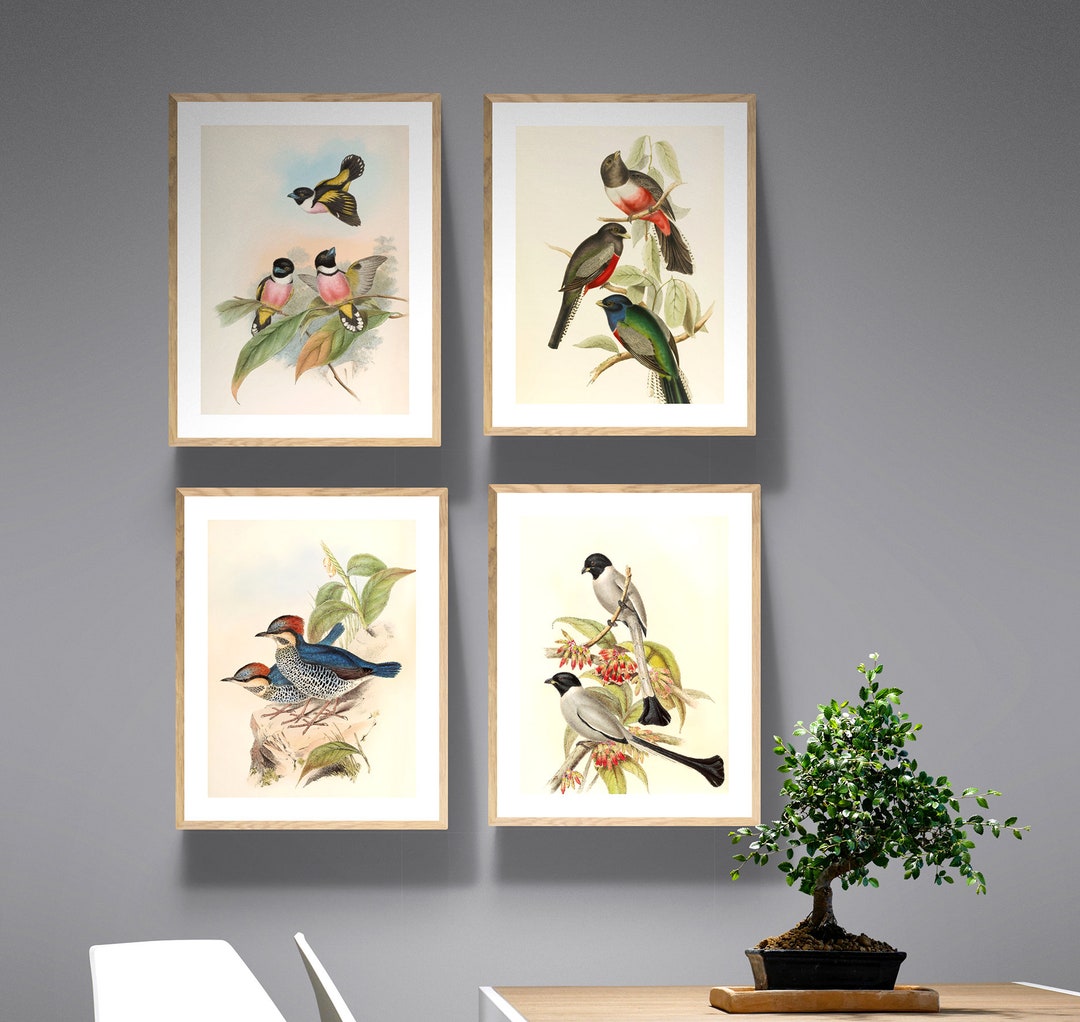 Set of 4 Birds by John Gould Fine Art Print Vintage Poster - Etsy