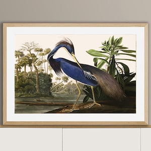 Louisiana Heron by John James Audubon Fine Art Print - Animal Art / Gift for Bird Lovers, Wall Decor