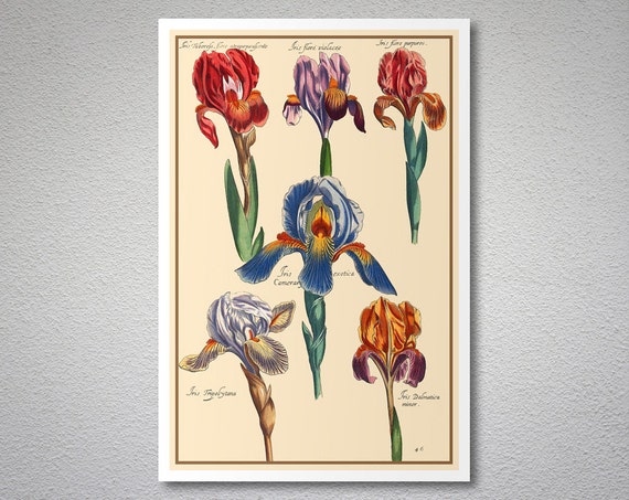 Irises 1620 by Daniel Rabel Vintage Poster Botanical Wall | Etsy