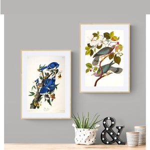 Set of 2, John James Audubon Collection, Birds Set of 2  Fine Art Prints - Birds Painting / Gift Idea / Wall Decor