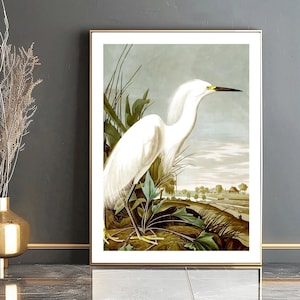 Snowy Heron by John James Audubon Fine Art Print  - Bird Poster, Birds of America Poster, Bir Wall Art