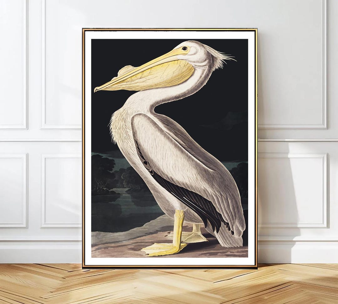 American White Pelican John James Audubon Art Print - Bird Painting - Etsy