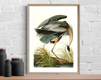 Lámina artística de garza azul, John James Audubon, póster de aves vintage
