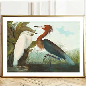 Reddish Egret by John James Audubon Fine Art Print - Bird Poster, Animal Print / Gift Idea / Wall Decor