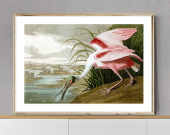 Roseate Spoonbill by John James Audubon Fine Art Print - Poster Paper or Canvas Print / Gift Idea