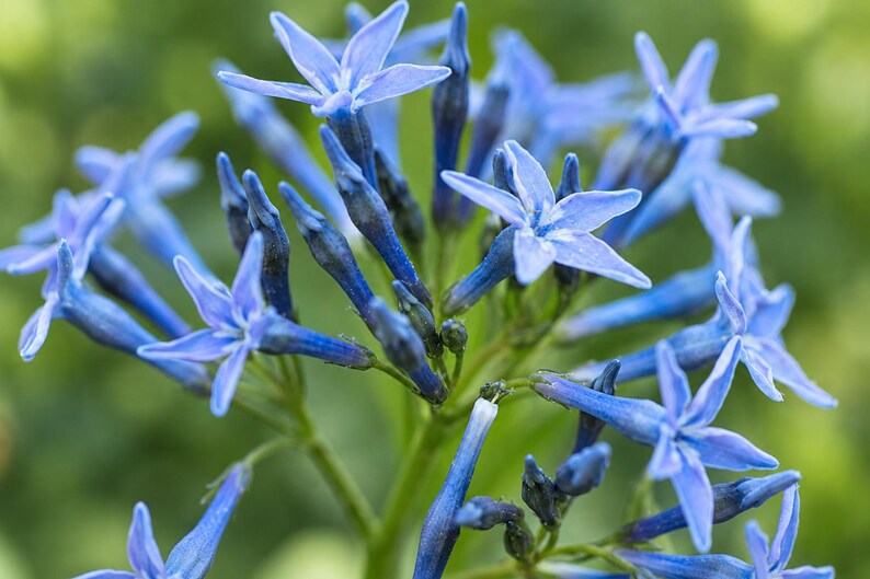 10 Shining Bluestar Seeds, Amsonia Illustris, Ozark Blue Star Flower - Etsy