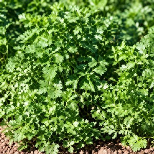 May include: A dense patch of vibrant green cilantro plants growing in dark brown soil. The leaves are finely divided, serrated, and clustered together, creating a lush, textured appearance under bright, direct sunlight.