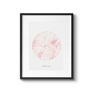 Bordetella pertussis, infectious disease, Bacteria, Bacteria print, microbiology, science, science art, sciart, biology, microbes, medical