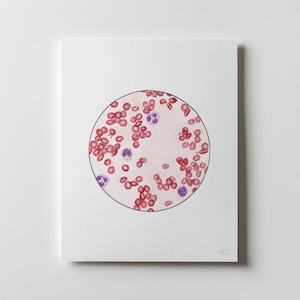 Blood Smear 3, Science art, biology art, science gift, red blood cells, cell art, blood, watercolor print, science print, med tech, sciart