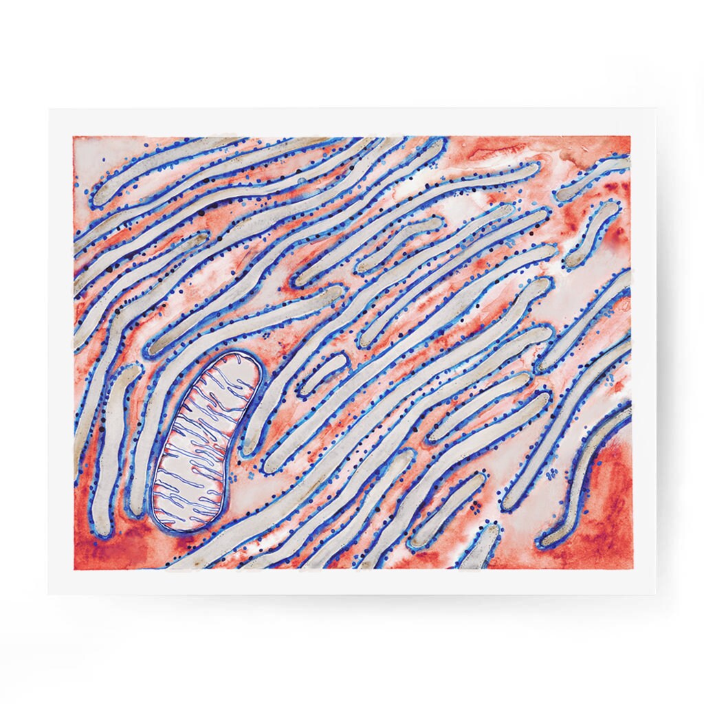 Die Struktur des Golgi-Apparats. Infografiken. Vektor-Illustration auf  isoliertem Hintergrund Stock-Vektorbild von ©mikrostoker 143464407, image size:1024x1024